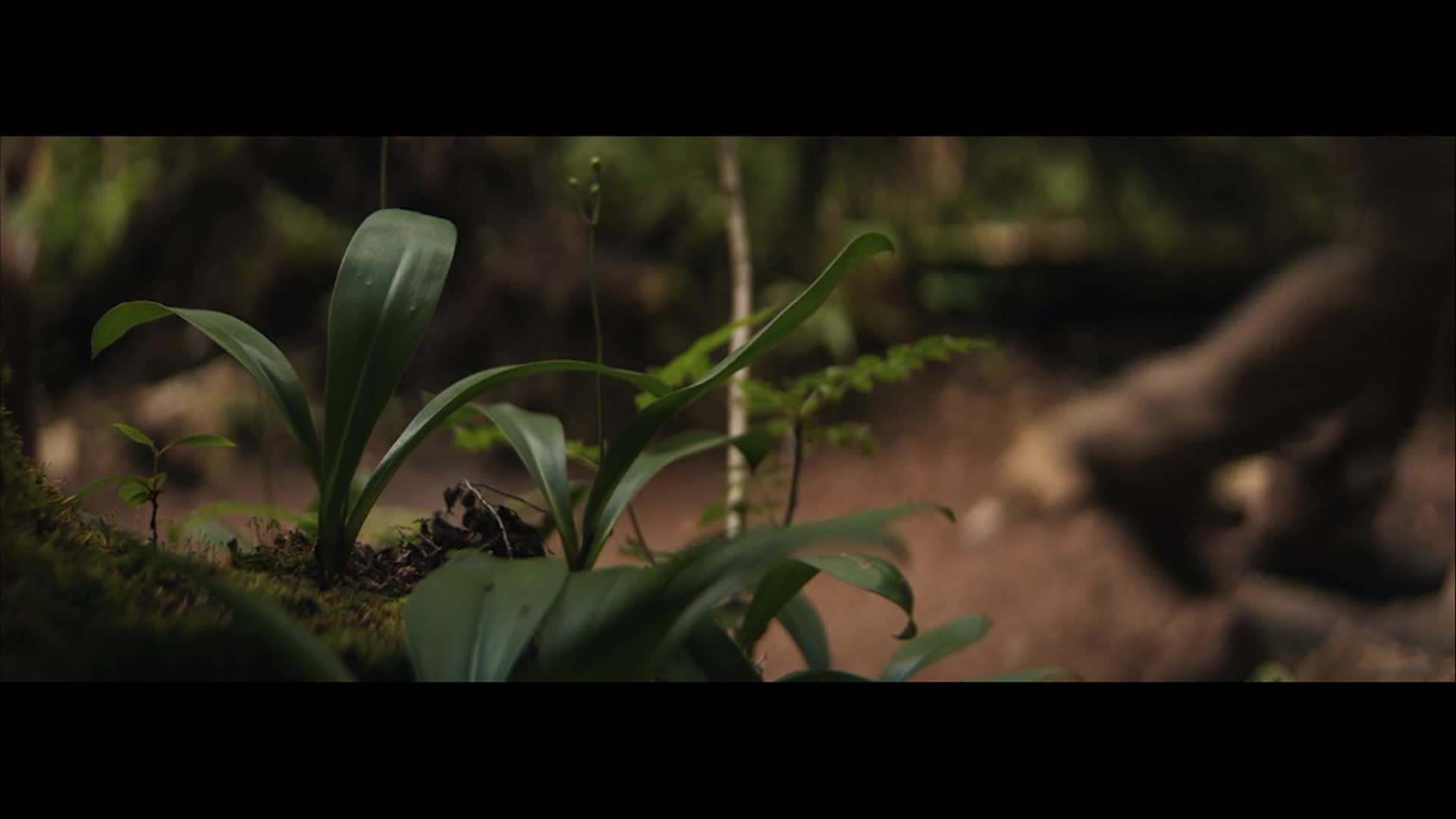 Restoration of the Franconia Loop Trail, White Mountains National Forest